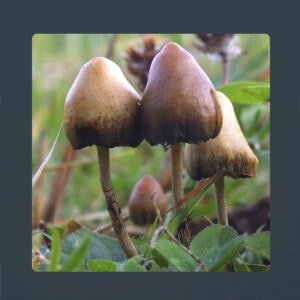 Psilocybe Semilanceata マジックマッシュルーム マジックトリュフ マイクロドージングを購入して 創造的で精神的な強化 または抗うつ剤を入手してください