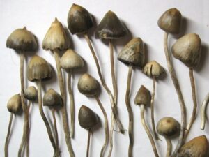 liberty psilocybe semilanceata mushrooms amonita