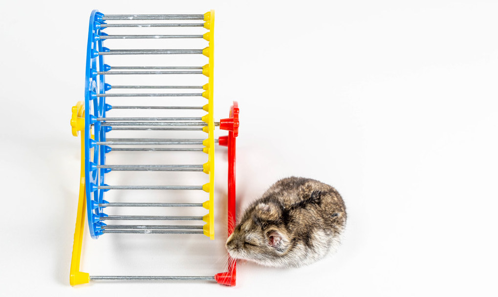 hamster next to hamster wheel